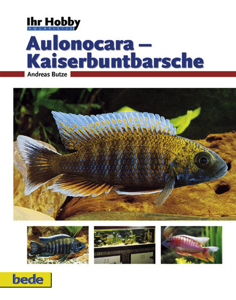 Aulonocara - Kaiserbuntbarsche - Andreas Butze