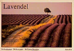 Lavendel