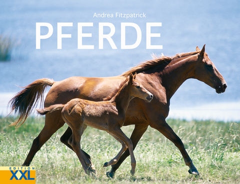 Pferde - Andrea Fitzpatrick