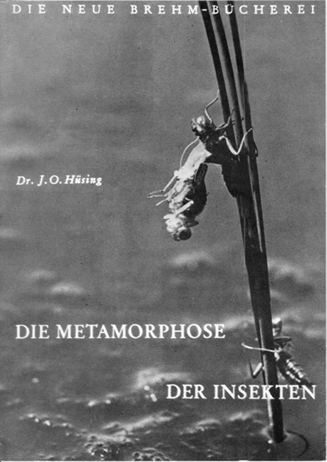 Die Metamorphose der Insekten - Johannes O Hüsing