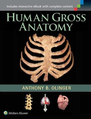 Human Gross Anatomy - Anthony B. Olinger