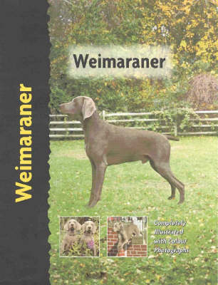 Weimaraner - Lavinia Harper