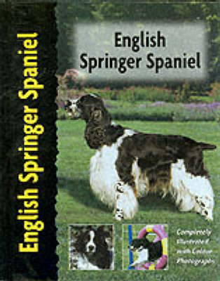 English Springer Spaniel - Haja Van Wessem