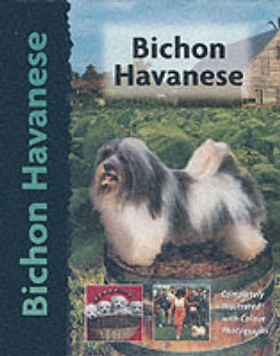 Bichon Havanese - Zoila Portuondo Guerra