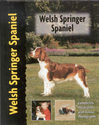 Welsh Springer Spaniel - Haja Van Wessem