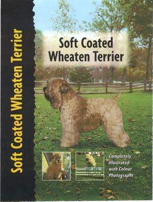 Soft Coated Wheaten Terrier - Juliette Cunliffe