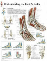 Understanding the Foot & Ankle Paper Poster -  Scientific Publishing