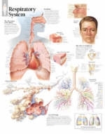 Respiratory System Paper Poster -  Scientific Publishing