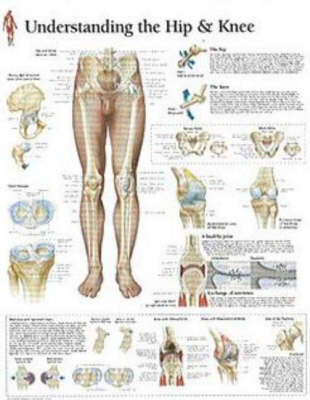 Understanding the Hip & Knee Laminated Poster -  Scientific Publishing