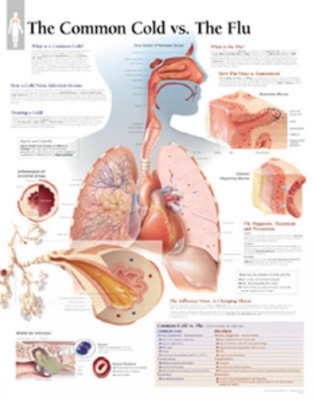 Common Cold vs the Flu Paper Poster -  Scientific Publishing