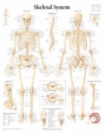 Skeletal System Paper Poster -  Scientific Publishing