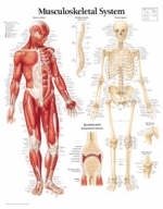 Musculoskeletal System Laminated Poster -  Scientific Publishing