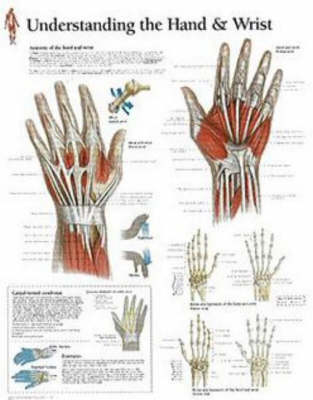 Understanding the Hand & Wrist Paper Poster -  Scientific Publishing