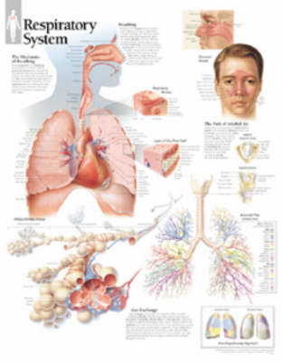 Respiratory System Laminated Poster -  Scientific Publishing