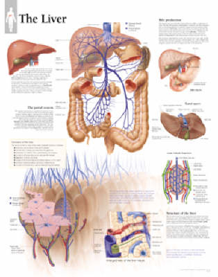 Liver Paper Poster -  Scientific Publishing