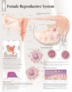 Female Reproductive System Laminated Poster -  Scientific Publishing