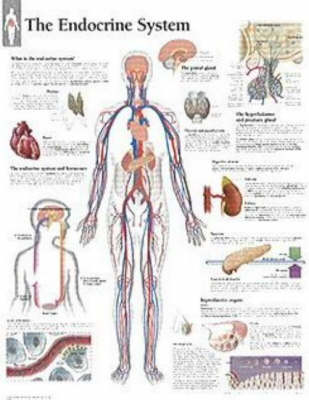 Endocrine System Paper Poster -  Scientific Publishing