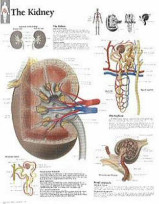 Kidney Laminated Poster -  Scientific Publishing