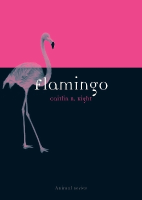 Flamingo - Caitlin R. Kight