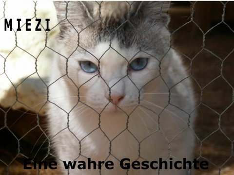 Miezi – Eine wahre Katzengeschichte - Judith Cramer