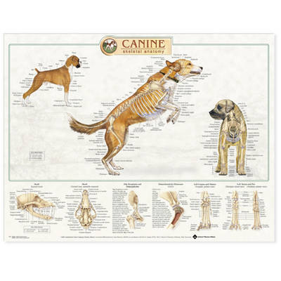 Canine Skeletal System Anatomical Chart - 