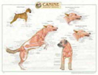 Canine Muscular Anatomy Chart - 