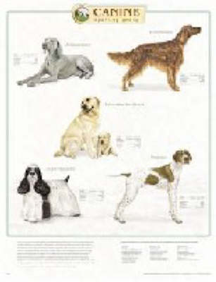 Canine Sporting Group -  Anatomical Chart Company