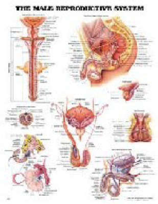 The Male Reproductive System -  Anatomical Chart Company