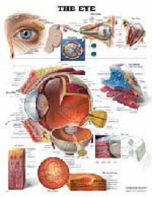 The Eye -  Anatomical Chart Company