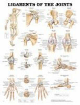 Ligaments of the Joints