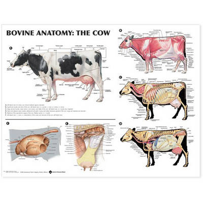 Bovine Anatomy