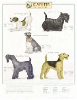 Canine Terrier Group -  Anatomical Chart Company