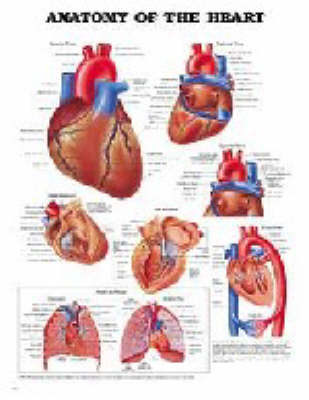 Anatomy of the Heart -  Anatomical Chart Company