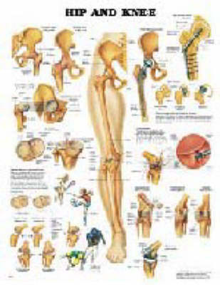 Hip and Knee -  Anatomical Chart Company