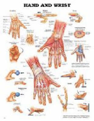 Hand and Wrist -  Anatomical Chart Company