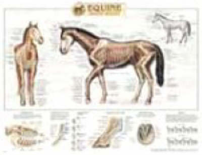 Equine Skeletal System Anatomical Chart - 