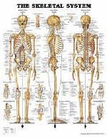 The Skeletal System - 