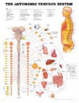 The Autonomic Nervous System -  Anatomical Chart Company