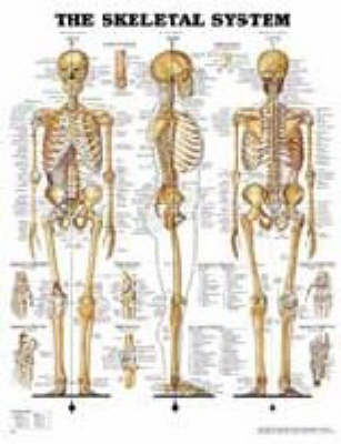 The Skeletal System -  Anatomical Chart Company