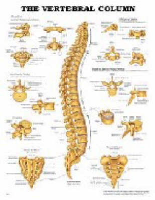 The Vertebral Column Anatomical Chart