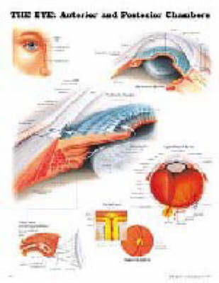 The Eye -  Anatomical Chart Company