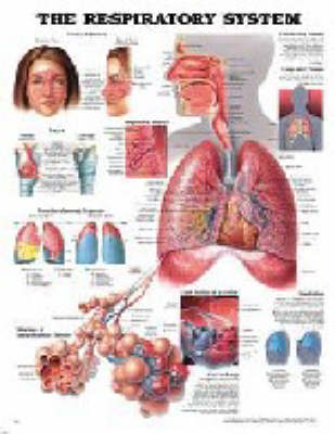 The Respiratory System