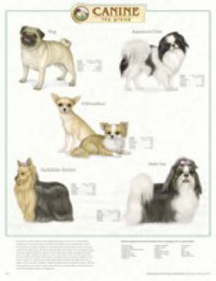 Canine Toy Group -  Anatomical Chart Company