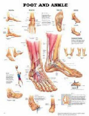 Foot and Ankle -  Anatomical Chart Company