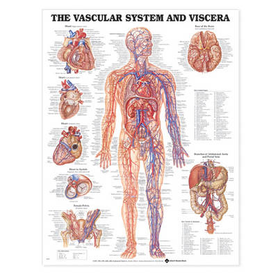 Vascular System and Viscera Anatomical Chart