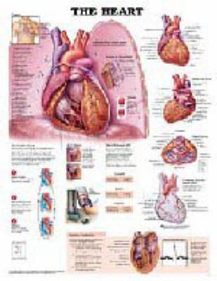 The Heart -  Anatomical Chart Company