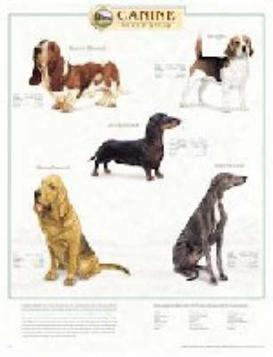 Canine Hound Group -  Anatomical Chart Company