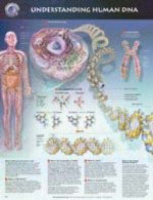 Understanding Human DNA -  Anatomical Chart Company