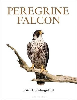 Peregrine Falcon - Patrick Stirling-Aird