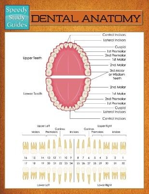 Dental Anatomy (Speedy Study Guide) -  Speedy Publishing LLC